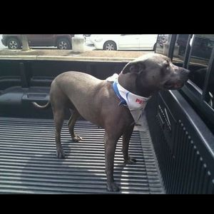 Meet your Posher, Al